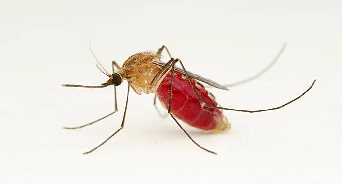 Малярийный комар (Anopheles gambiae), фото фотография картинка