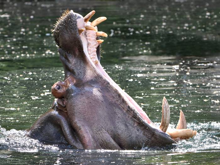 Бегемот (Hippopotamus amphibius), фото дикие животные фотография