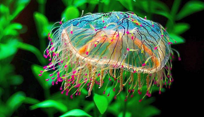 Цветочная шляпка (Olindias formosa), фото беспозвоночные фотография