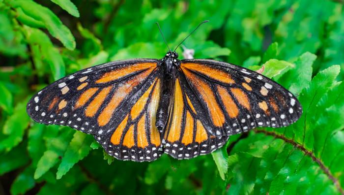Данаида монарх (Danaus plexippus), фото бабочки фотография