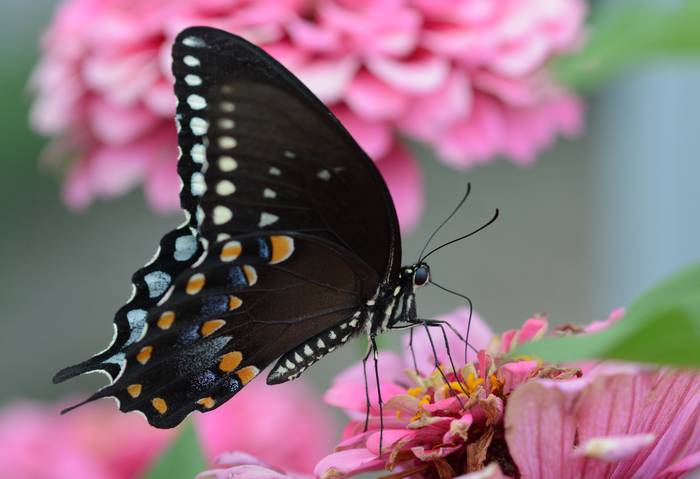 Парусник троил (Papilio troilus), фото насекомые фотография