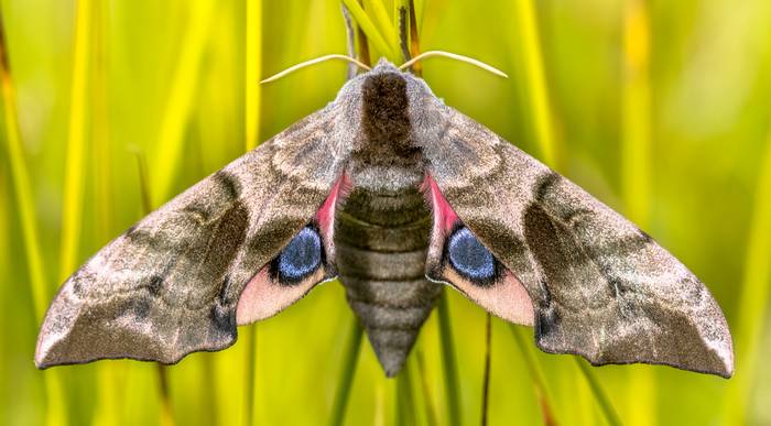 Глазчатый бражник (Smerinthus ocellatus), фото бабочки фотография