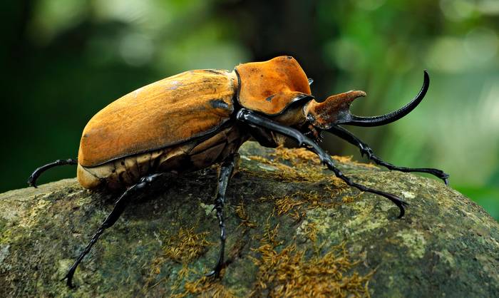 Жук-геркулес (Dynastes hercules), фото насекомые картинка