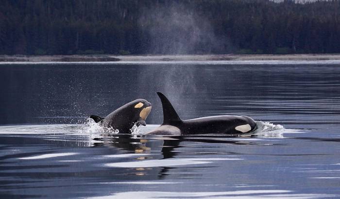 Косатка (Orcinus orca), фото киты фотография