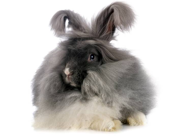 Ангорский английский кролик, фото породы зайцы фотография