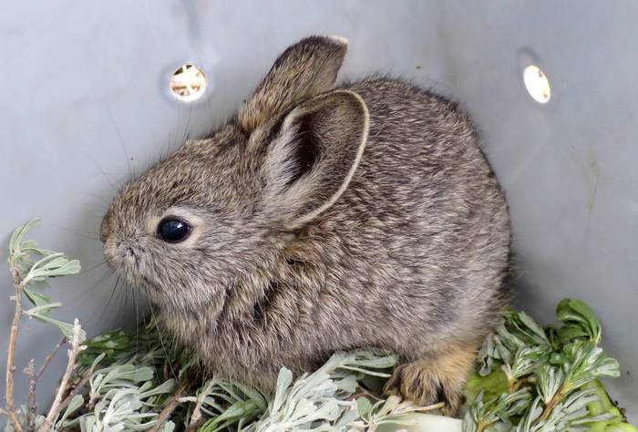 Кролик-пигмей, или айдахский кролик (Brachylagus idahoensis), фото зайцы фотография