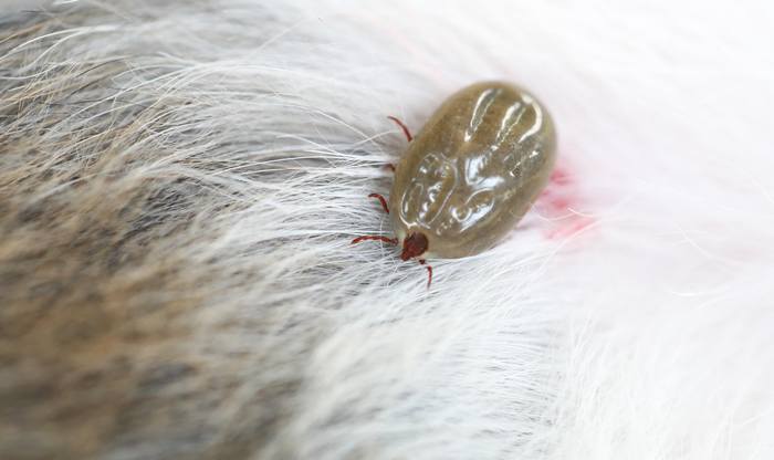Самка иксодового клеща напиталась собачьей крови, фото фотография членистоногие