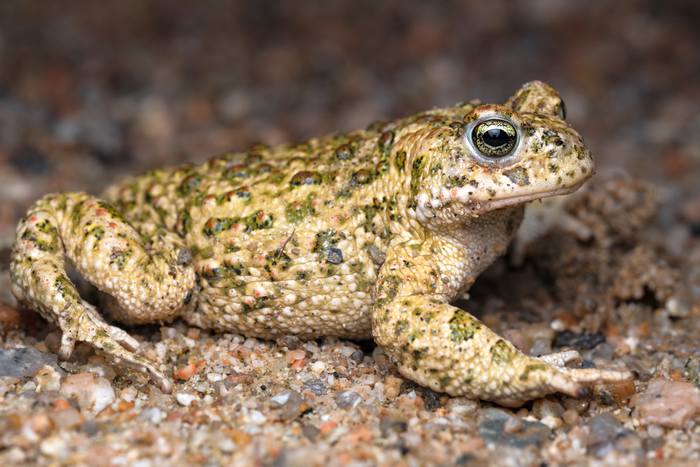 Камышовая жаба: содержание в неволе (Bufo calamita), фото фотография амфибии