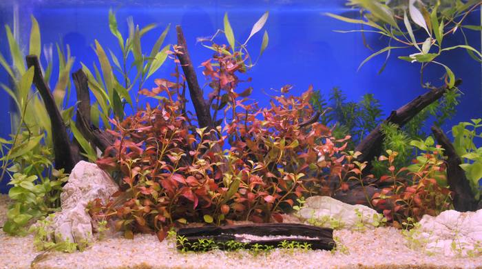 Пресноводный аквариум с корягой, фото фотография аквариумные рыбки