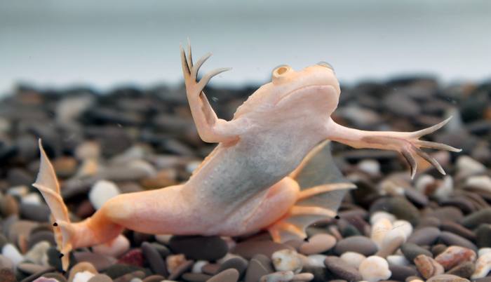 Шпорцевая лягушка: консультации по содержанию (Xenopus laevis), фото фотография амфибии