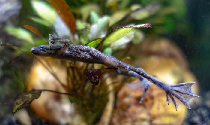 Шпорцевая лягушка: консультации по содержанию (Xenopus laevis), фото фотография земноводные