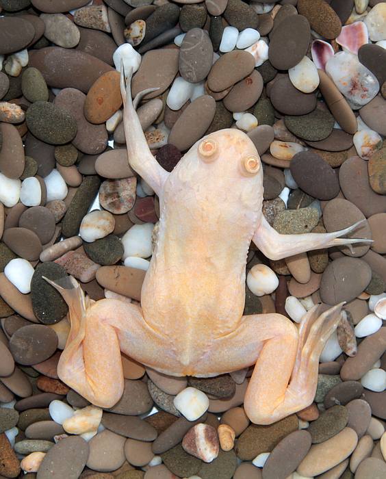 Шпорцевая лягушка (Xenopus laevis), фото фотография амфибии