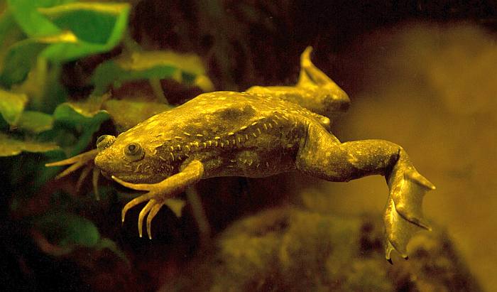 Шпорцевая лягушка (Xenopus laevis), фото фотография бесхвостые земноводные