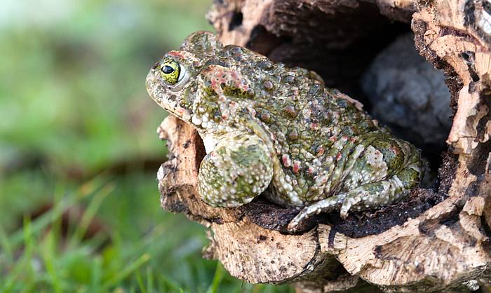 Зеленая жаба (Bufotes viridis) голова, фото фотография бесхвостые амфибии