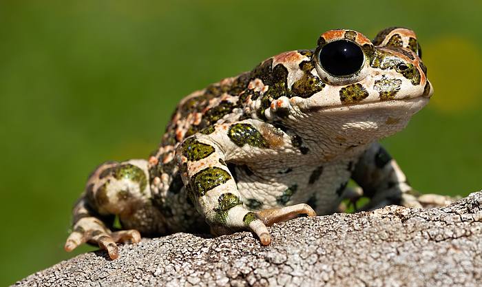 Зеленая жаба (Bufotes viridis), фото фотография бесхвостые земноводные