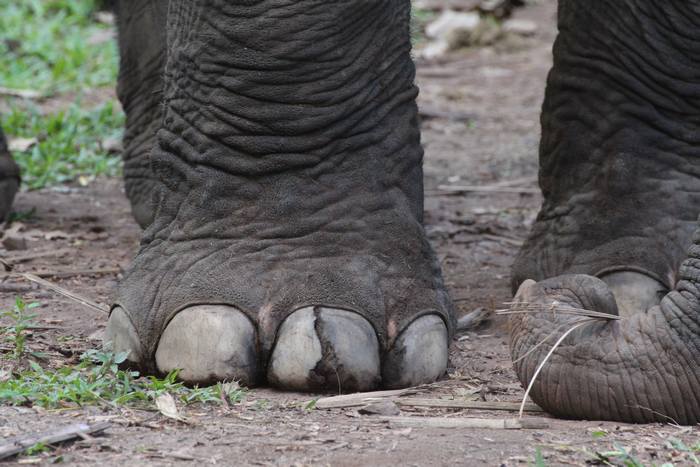 Нога африканского слона, фото фотография хоботные