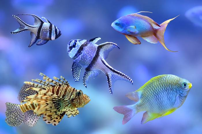 Разнообразие морских рыб, фото фотография животные