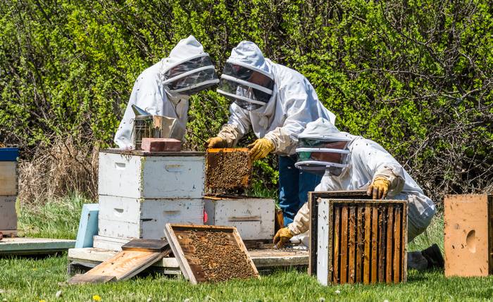 Пасечники работают на лугу, фото фотография медоносные пчелы