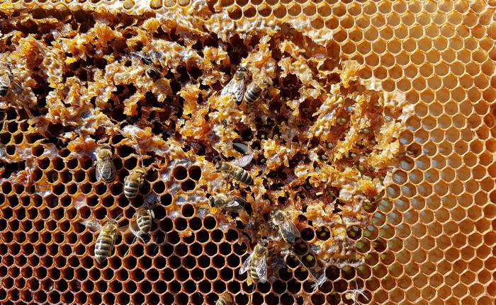 Пчелы в сотах, фото фотография медоносные пчелы