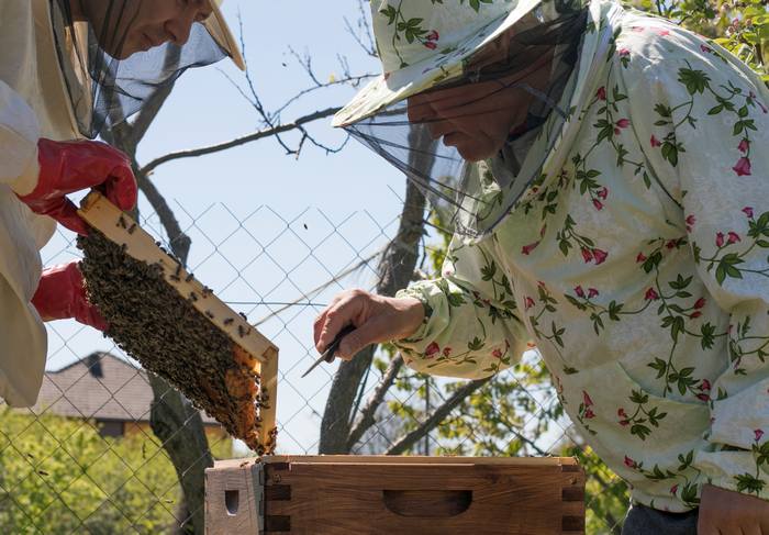 Пчеловоды рассматривают соты в поисках паразитов болезней пчел, фото фотография медоносные пчелы