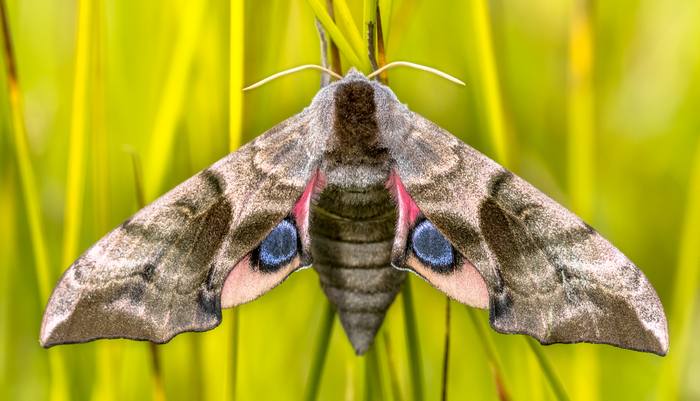 Глазчатый бражник (Smerinthus ocellatus), фото бабочки фотография