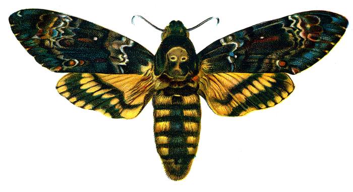 Бражник мертвая голова (Acherontia atropos), фото бабочки фотография