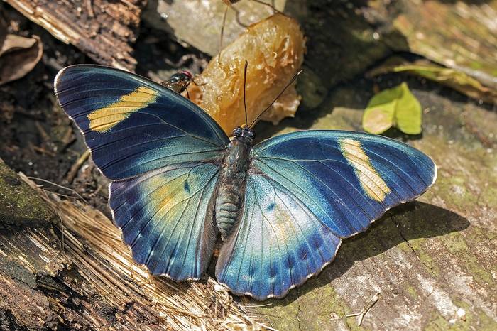 Лесник Цереры (Euphaedra phaethusa), фото бабочки фотография
