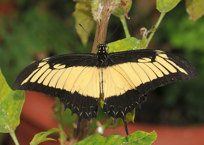 Королевский махаон (Papilio androgeus), фото бабочки фотография