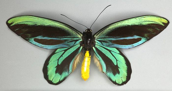 Птицекрылка королевы Александры (Ornithoptera alexandrae), фото бабочки фотография