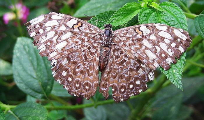 Hamadryas feronia, фото бабочки фотография