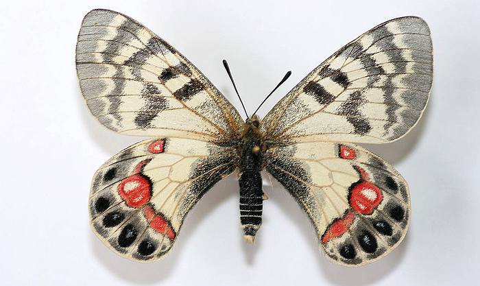 Аполлон Чарльтона (Parnassius charltonius), фото бабочки фотография