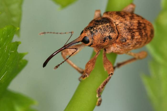 Плодожил ореховый, или ореховый долгоносик (Curculio nucum), фото жуки фотография