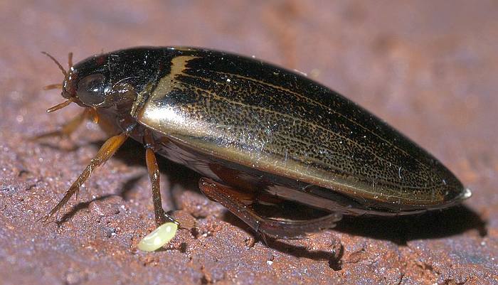 Плавунец (Meridiorhantus calidus), фото жуки фотография
