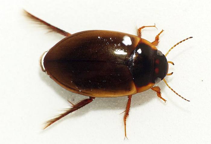 Плавунец (Agabus sturmii), фото жуки фотография