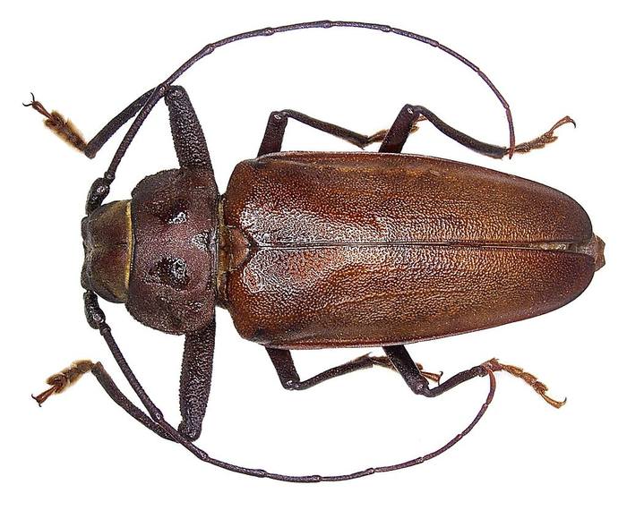 Усач-плотник (Ergates faber), фото жуки фотография