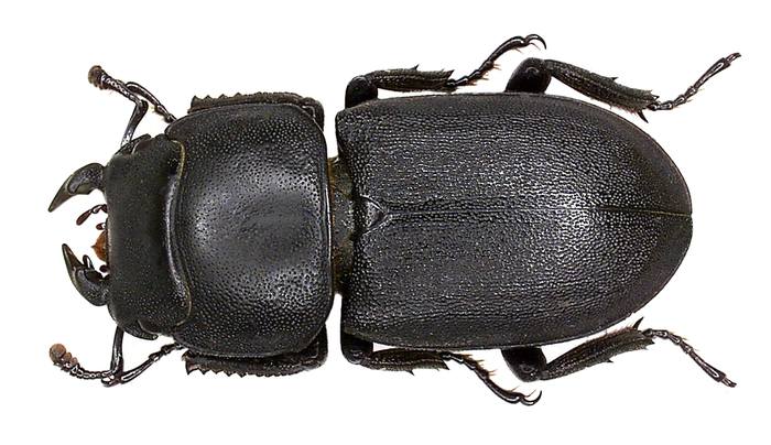 Оленёк обыкновенный (Dorcus parallelipipedus), фото жуки фотография