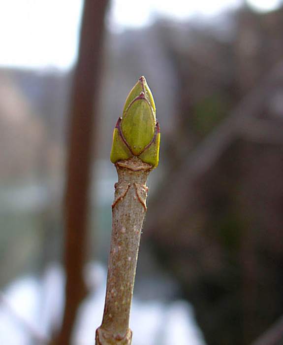  ( Acer pseudoplatanus), ,   