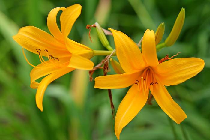 Лилейник (Hemerocallis sp.), фото фотография садовые растения