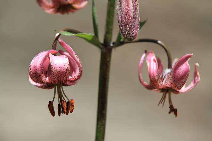 Лилия кудреватая (Lilium martagon), фото фотография садовые растения
