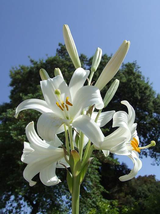 Лилия белоснежная (Lilium candidum), фото фотография садовые растения