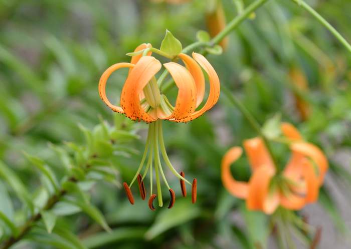 Лилия Генри (Lilium henryi), фото фотография садовые растения