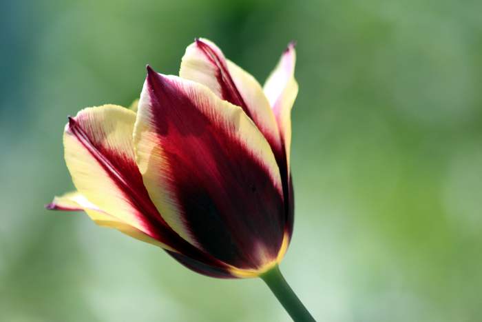 Тюльпан гибридный (Tulipa hibrida), фото фотография садовые цветы