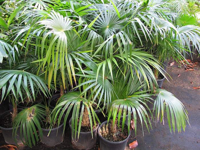 Коккотринакс барбадосский (Coccothrinax barbadensis ), фото фотография пальмы