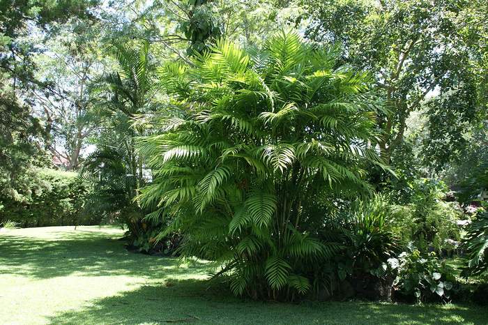 Хамедорея пакайя (Chamaedorea tepejilote), фото фотография пальмы