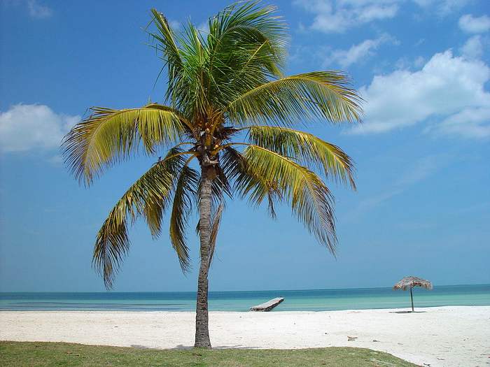Кокосовая пальма (Cocos nucifera) , фото фотография растения