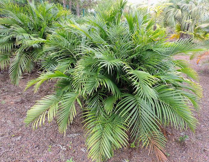 Хамедорея каскадная (Chamaedorea cataractarum), фото фотография пальмы
