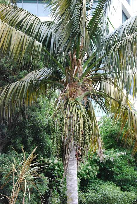 Ховея Форстера (Howea forsteriana), фото фотография пальмы