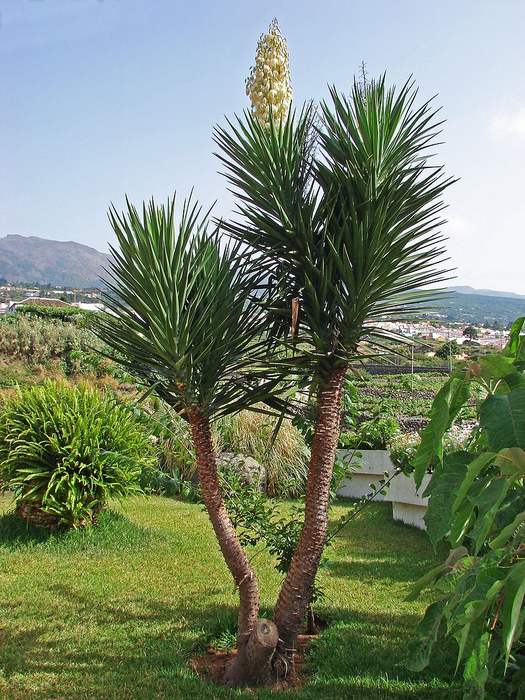 Юкка Трекуля (Yucca treculeana), фото фотография пальмы