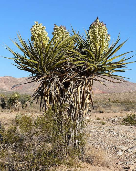 Юкка Шидигера (Yucca schidigera), фото фотография пальмы