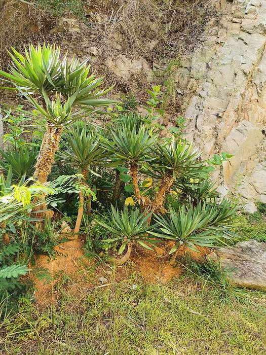 Юкка Шидигера (Yucca schidigera), фото фотография пальмы